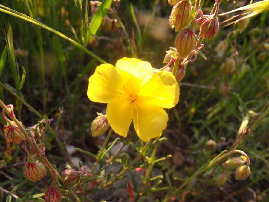 Cistacea garganica - Helianthemum jonium